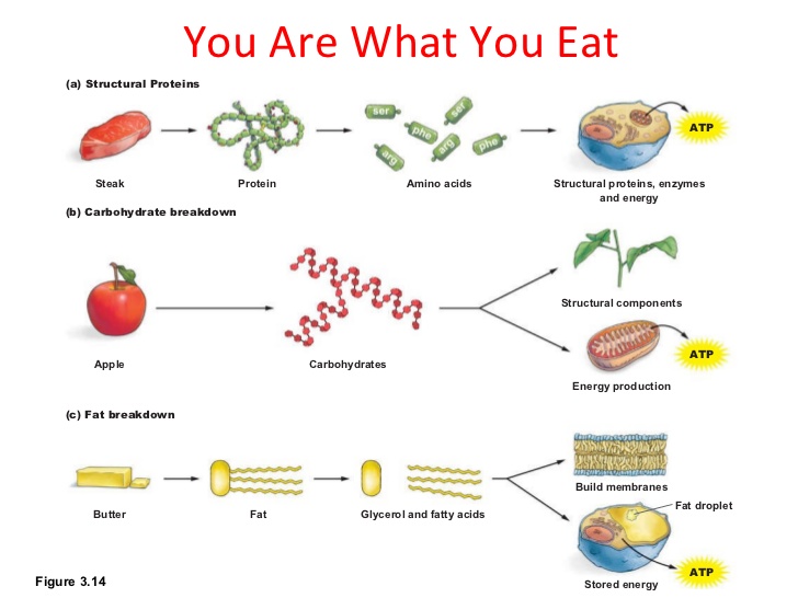 you are what you eat